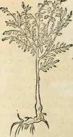An illustration from [Les six livres de Pedacion Dioscoride d'Anazarbe de la matiere medicinale : translatez de latin en françois : a chacun chapitre sont aioustees certaines annotations fort doctes, & recueillies des plus excellens medecins, anciens, & modernes (1553)