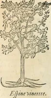 An illustration from [Les six livres de Pedacion Dioscoride d'Anazarbe de la matiere medicinale : translatez de latin en françois : a chacun chapitre sont aioustees certaines annotations fort doctes, & recueillies des plus excellens medecins, anciens, & modernes (1553)