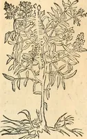 Picture 25 of 339 from [Les six livres de Pedacion Dioscoride d'Anazarbe de la matiere medicinale : translatez de latin en françois : a chacun chapitre sont aioustees certaines annotations fort doctes, & recueillies des plus excellens medecins, anciens, & modernes (1553), leaf 66