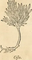 Picture 26 of 339 from [Les six livres de Pedacion Dioscoride d'Anazarbe de la matiere medicinale : translatez de latin en françois : a chacun chapitre sont aioustees certaines annotations fort doctes, & recueillies des plus excellens medecins, anciens, & modernes (1553), leaf 67