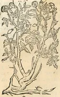 Picture 27 of 339 from [Les six livres de Pedacion Dioscoride d'Anazarbe de la matiere medicinale : translatez de latin en françois : a chacun chapitre sont aioustees certaines annotations fort doctes, & recueillies des plus excellens medecins, anciens, & modernes (1553), leaf 69