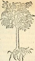 An illustration from [Les six livres de Pedacion Dioscoride d'Anazarbe de la matiere medicinale : translatez de latin en françois : a chacun chapitre sont aioustees certaines annotations fort doctes, & recueillies des plus excellens medecins, anciens, & modernes (1553)