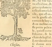 An illustration from [Les six livres de Pedacion Dioscoride d'Anazarbe de la matiere medicinale : translatez de latin en françois : a chacun chapitre sont aioustees certaines annotations fort doctes, & recueillies des plus excellens medecins, anciens, & modernes (1553)