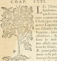 Picture 33 of 339 from [Les six livres de Pedacion Dioscoride d'Anazarbe de la matiere medicinale : translatez de latin en françois : a chacun chapitre sont aioustees certaines annotations fort doctes, & recueillies des plus excellens medecins, anciens, & modernes (1553), leaf 75