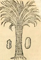 An illustration from [Les six livres de Pedacion Dioscoride d'Anazarbe de la matiere medicinale : translatez de latin en françois : a chacun chapitre sont aioustees certaines annotations fort doctes, & recueillies des plus excellens medecins, anciens, & modernes (1553)