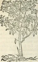 An illustration from [Les six livres de Pedacion Dioscoride d'Anazarbe de la matiere medicinale : translatez de latin en françois : a chacun chapitre sont aioustees certaines annotations fort doctes, & recueillies des plus excellens medecins, anciens, & modernes (1553)