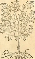 An illustration from [Les six livres de Pedacion Dioscoride d'Anazarbe de la matiere medicinale : translatez de latin en françois : a chacun chapitre sont aioustees certaines annotations fort doctes, & recueillies des plus excellens medecins, anciens, & modernes (1553)