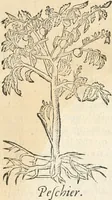 An illustration from [Les six livres de Pedacion Dioscoride d'Anazarbe de la matiere medicinale : translatez de latin en françois : a chacun chapitre sont aioustees certaines annotations fort doctes, & recueillies des plus excellens medecins, anciens, & modernes (1553)