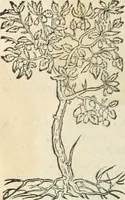An illustration from [Les six livres de Pedacion Dioscoride d'Anazarbe de la matiere medicinale : translatez de latin en françois : a chacun chapitre sont aioustees certaines annotations fort doctes, & recueillies des plus excellens medecins, anciens, & modernes (1553)