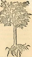 An illustration from [Les six livres de Pedacion Dioscoride d'Anazarbe de la matiere medicinale : translatez de latin en françois : a chacun chapitre sont aioustees certaines annotations fort doctes, & recueillies des plus excellens medecins, anciens, & modernes (1553)