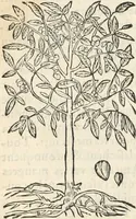 An illustration from [Les six livres de Pedacion Dioscoride d'Anazarbe de la matiere medicinale : translatez de latin en françois : a chacun chapitre sont aioustees certaines annotations fort doctes, & recueillies des plus excellens medecins, anciens, & modernes (1553)