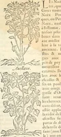 An illustration from [Les six livres de Pedacion Dioscoride d'Anazarbe de la matiere medicinale : translatez de latin en françois : a chacun chapitre sont aioustees certaines annotations fort doctes, & recueillies des plus excellens medecins, anciens, & modernes (1553)