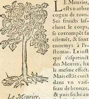 An illustration from [Les six livres de Pedacion Dioscoride d'Anazarbe de la matiere medicinale : translatez de latin en françois : a chacun chapitre sont aioustees certaines annotations fort doctes, & recueillies des plus excellens medecins, anciens, & modernes (1553)