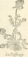 Picture 46 of 339 from [Les six livres de Pedacion Dioscoride d'Anazarbe de la matiere medicinale : translatez de latin en françois : a chacun chapitre sont aioustees certaines annotations fort doctes, & recueillies des plus excellens medecins, anciens, & modernes (1553), leaf 90