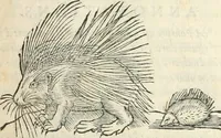 Picture 47 of 339 from [Les six livres de Pedacion Dioscoride d'Anazarbe de la matiere medicinale : translatez de latin en françois : a chacun chapitre sont aioustees certaines annotations fort doctes, & recueillies des plus excellens medecins, anciens, & modernes (1553), leaf 92