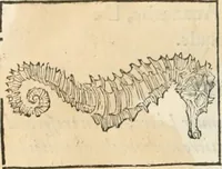 Picture 48 of 339 from [Les six livres de Pedacion Dioscoride d'Anazarbe de la matiere medicinale : translatez de latin en françois : a chacun chapitre sont aioustees certaines annotations fort doctes, & recueillies des plus excellens medecins, anciens, & modernes (1553), leaf 93