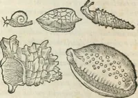 Picture 50 of 339 from [Les six livres de Pedacion Dioscoride d'Anazarbe de la matiere medicinale : translatez de latin en françois : a chacun chapitre sont aioustees certaines annotations fort doctes, & recueillies des plus excellens medecins, anciens, & modernes (1553), leaf 95