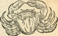 Picture 51 of 339 from [Les six livres de Pedacion Dioscoride d'Anazarbe de la matiere medicinale : translatez de latin en françois : a chacun chapitre sont aioustees certaines annotations fort doctes, & recueillies des plus excellens medecins, anciens, & modernes (1553), leaf 96
