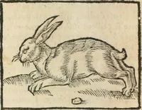 An illustration from [Les six livres de Pedacion Dioscoride d'Anazarbe de la matiere medicinale : translatez de latin en françois : a chacun chapitre sont aioustees certaines annotations fort doctes, & recueillies des plus excellens medecins, anciens, & modernes (1553)