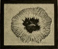 An illustration from Lessons in astronomy including uranography. A brief intoductory course without mathematics (1896)