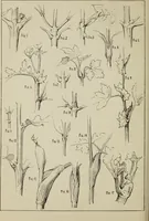 An illustration from Lessons on decorative design (1888)
