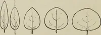 An illustration from Lessons on decorative design (1888)