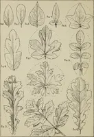 An illustration from Lessons on decorative design (1888)