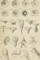 An illustration from Lessons on decorative design (1888)