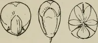 An illustration from Lessons on decorative design (1888)