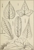 An illustration from Lessons on decorative design (1888)