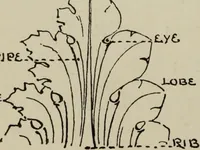 An illustration from Lessons on decorative design (1888)
