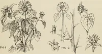 An illustration from Lessons on decorative design (1888)