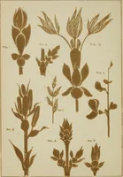 An illustration from Lessons on decorative design (1888)