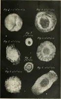 An illustration from Les étoiles; essai d'astronomie sidérale (1895)