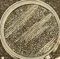 An illustration from Let Hartman feather your nest. (1916)