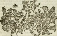 An illustration from Le vere e nove imagini de gli dei delli antichi di Vicenzo Cartari Reggiano. Ridotte da capo a piedi in questa nouissima impressione alle loro reali, & non piu per l'adietro osseruate simiglianze. Cauate da' marmi, bronzi, medaglie, gioie, & altre memorie antiche; (1615)