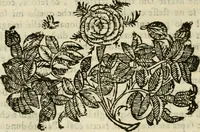 Picture 172 of 279 from Le vere e nove imagini de gli dei delli antichi di Vicenzo Cartari Reggiano. Ridotte da capo a piedi in questa nouissima impressione alle loro reali, & non piu per l'adietro osseruate simiglianze. Cauate da' marmi, bronzi, medaglie, gioie, & altre memorie antiche; (1615), leaf 525