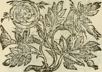 An illustration from Le vere e nove imagini de gli dei delli antichi di Vicenzo Cartari Reggiano. Ridotte da capo a piedi in questa nouissima impressione alle loro reali, & non piu per l'adietro osseruate simiglianze. Cauate da' marmi, bronzi, medaglie, gioie, & altre memorie antiche; (1615)