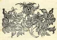 An illustration from Le XII. pietre pretiose, le qvali per ordine di Dio nella santa legge, adornauano i vestimenti del sommo sacerdote. Aggivntevi il diamante, le margarite, e l'oro, poste da S. Giouanni nell'Apocalisse, in figura della celeste Gierusalemme: con vn sommario dell' altre pietre pretiose. Discorso dell' alicorno, et delle sve singolarissime virtù. Et della gran bestia detta alce da gli antichi (1587)