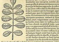 An illustration from L'histoire du nouveau monde ou Description des Indes Occidentales, : contenant dix-huict liures, (1640)
