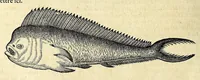 An illustration from L'histoire du nouveau monde ou Description des Indes Occidentales, : contenant dix-huict liures, (1640)