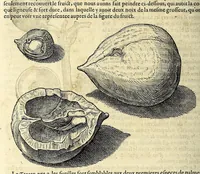 An illustration from L'histoire du nouveau monde ou Description des Indes Occidentales, : contenant dix-huict liures, (1640)