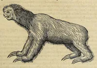 Picture 26 of 27 from L'histoire du nouveau monde ou Description des Indes Occidentales, : contenant dix-huict liures, (1640), leaf 611