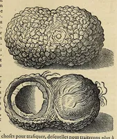 An illustration from L'histoire du nouveau monde ou Description des Indes Occidentales, : contenant dix-huict liures, (1640)