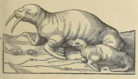An illustration from L'histoire du nouveau monde ou Description des Indes Occidentales, : contenant dix-huict liures, (1640)