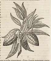 An illustration from L'histoire dv Nouveau monde, ou, Description des Indes occidentales : contenant dix-huict liures (1640)
