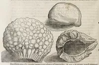 Picture 17 of 66 from L'histoire dv Nouveau monde, ou, Description des Indes occidentales : contenant dix-huict liures (1640), leaf 208