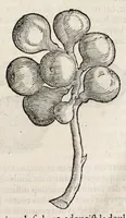 Picture 6 of 66 from L'histoire dv Nouveau monde, ou, Description des Indes occidentales : contenant dix-huict liures (1640), leaf 37