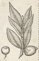 An illustration from L'histoire dv Nouveau monde, ou, Description des Indes occidentales : contenant dix-huict liures (1640)