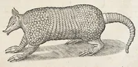 Picture 34 of 66 from L'histoire dv Nouveau monde, ou, Description des Indes occidentales : contenant dix-huict liures (1640), leaf 411